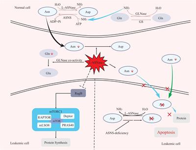 Possible mechanism of metabolic and drug resistance with L-asparaginase therapy in childhood leukaemia